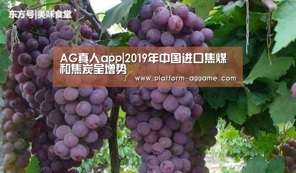 AG真人app|2019年中国进口焦煤和焦炭呈增势