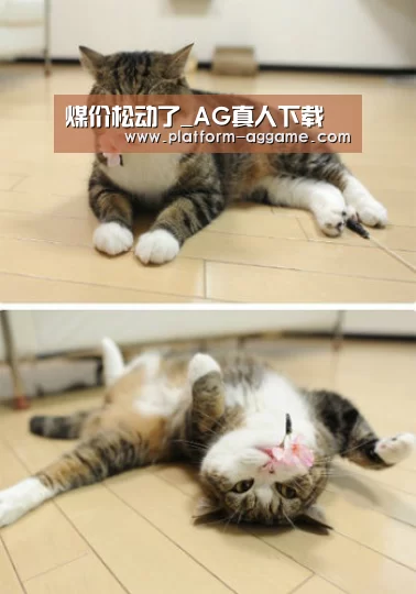 煤价松动了_AG真人下载(图3) AG真人app